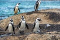 African penguins on the boulder