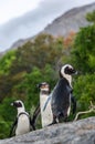 African penguins on the boulder. South Africa.