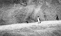 African Penguins Boulders Beach Black and White