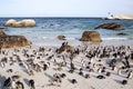 African penguins at Boulders beach near Cape Town, South Africa