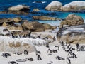 African penguins on Boulders beach in Simon's Town, South Africa Royalty Free Stock Photo