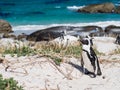 African penguins on Boulders beach in Simons Town, South Africa Royalty Free Stock Photo