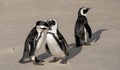 African penguins at Boulders Beach in Simonstown, Cape Town, South Africa. Royalty Free Stock Photo