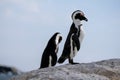 African penguins at Boulders Beach in Simonstown, Cape Town, South Africa. Royalty Free Stock Photo