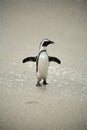 African Penguins at Boulders Beach, South Africa Royalty Free Stock Photo