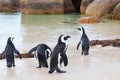 African penguins at Boulders beach, South Africa Royalty Free Stock Photo