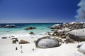 African Penguins at Boulders Beach in South Africa Royalty Free Stock Photo