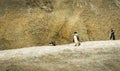 African Penguins Boulders Beach