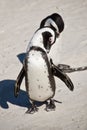 African penguins, Boulders Park, South Africa