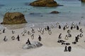 African Penguins at the Boulders Penguin Colony in Simonstown South africa. Royalty Free Stock Photo