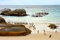 African Penguins colony at Boulders Beach