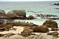 African Penguins colony at Boulders Beach