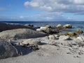 African Penguins colony of Boulders Beach Table Mountain Nation Cape Bird. South Africa. Royalty Free Stock Photo