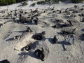 African Penguins Colony at Boulders Beach Table Mountain Nation Cape Bird South Africa Royalty Free Stock Photo