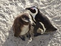 African Penguins colony of Boulders Beach Table Mountain Nation Cape Bird. South Africa. Royalty Free Stock Photo