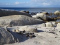 African Penguins colony of Boulders Beach Table Mountain Nation Cape Bird. South Africa. Royalty Free Stock Photo