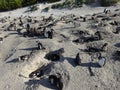 African Penguins colony of Boulders Beach Table Mountain Nation Cape Bird. South Africa. Royalty Free Stock Photo