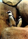 African Penguins Zoo Royalty Free Stock Photo