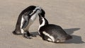 Pair of African penguins interacting on the sand at Boulders Beach in Cape Town, South Africa. Royalty Free Stock Photo