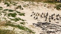 Penguin colony vocalize at Boulders Beach, Simon`s Town, South Africa