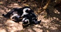 Penguins cuddling near Boulders Beach, Simon`s Town, South Africa Royalty Free Stock Photo
