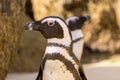 African Penguins look around