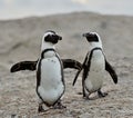 African penguins. Royalty Free Stock Photo