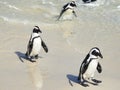 African Penguins Returning From Fishing Royalty Free Stock Photo
