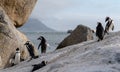 Group of African penguins on the rocks at Boulders Beach in Cape Town, South Africa. Royalty Free Stock Photo