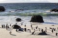 African penguins on sand at Boulders Beach, Cape Town Royalty Free Stock Photo