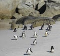 African penguins on Sand in Boulders Beach in Simonstown, Cape Town, South Africa Royalty Free Stock Photo