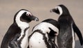 Group of African penguins on the sand at Boulders Beach in Cape Town, South Africa. Royalty Free Stock Photo