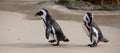 Pair of African penguins on the sand at Boulders Beach in Cape Town, South Africa. Royalty Free Stock Photo