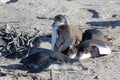 African Penguins, Simon's Town, South Africa