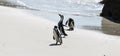 African Penguins at Simonstown (South Africa)