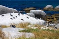 African Penguins sleeping at Boulders Beach, Simon`s Town, South Africa Royalty Free Stock Photo