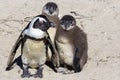 African Penguins in South Africa