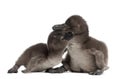 African Penguins, Spheniscus demersus Royalty Free Stock Photo