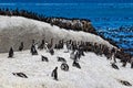 African penguins Spheniscus demersus and Cape cormorant birds Phalacrocorax capensic. Boulders Beach, South Africa Royalty Free Stock Photo