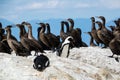 African penguins Spheniscus demersus and Cape cormorant birds Phalacrocorax capensic at Boulders Beach, South Africa Royalty Free Stock Photo