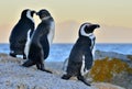 African penguins spheniscus demersus. Evening twilight above red sunset sky.