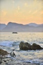 African penguin on the shore in evening twilight above red sunset sky.