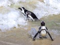 African Penguins in Surf Royalty Free Stock Photo