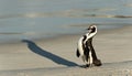 African penguins. Royalty Free Stock Photo