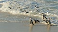 African penguins. Royalty Free Stock Photo