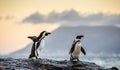 The African penguin & x28;Spheniscus demersus& x29;. South Africa