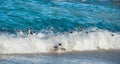 African penguins swim in the blue water of the ocean and foam of the surf.African penguin Spheniscus demersus also known as the