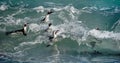 African penguins swim in the blue water of the ocean and foam of the surf.