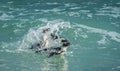 African penguins swim in the blue water of the ocean and foam of the surf.