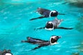 African penguins swimming Royalty Free Stock Photo